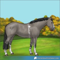 Horse Color:Grullo Sabino Rabicano 