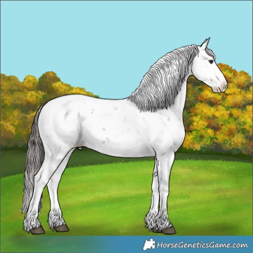Horse Color:Liver Chestnut Sabino Splash Appaloosa 
