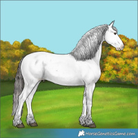 Horse Color:Liver Chestnut Sabino Splash Appaloosa 