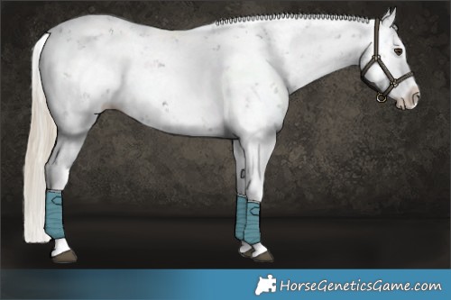 Horse Color:Liver Chestnut Sabino Splash Appaloosa
