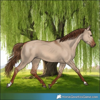 Horse Color:Red Dun 