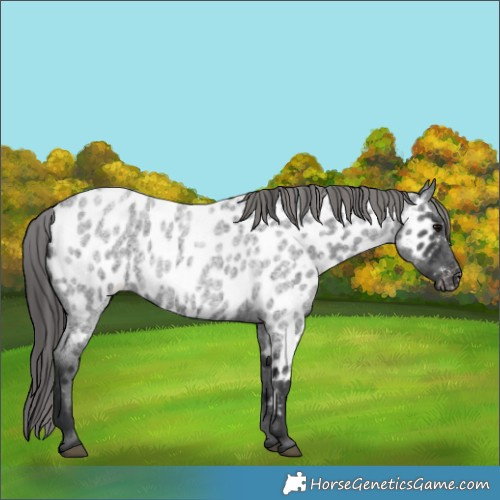 Horse Color:Blue Roan Appaloosa 
