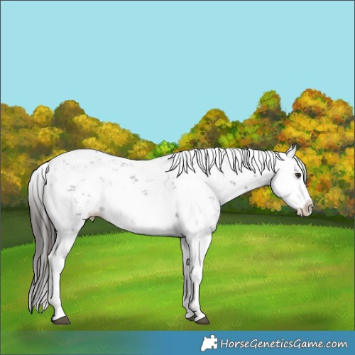 Horse Color:Liver Chestnut Sabino Splash Snowcap 