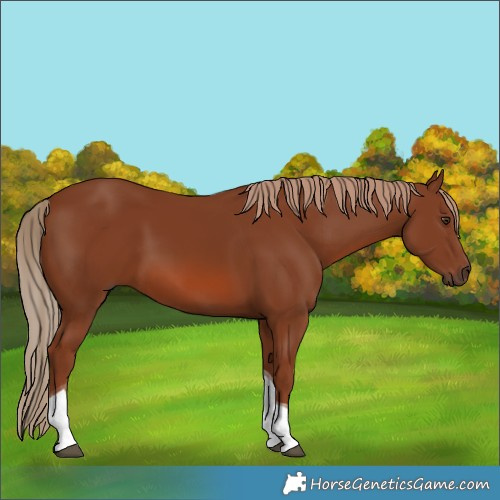 Horse Color:Chestnut Tobiano 
