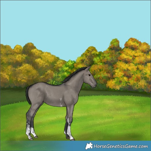 Horse Color:Grullo Sabino Rabicano