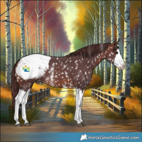 Horse Color:Chocolate Brown Sabino Splash Appaloosa