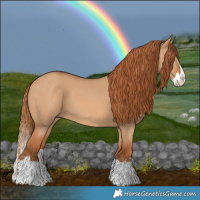 Horse Color:Red Dun Splash 