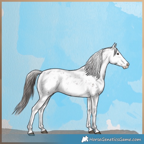 Horse Color:Liver Chestnut Sabino Splash Appaloosa 