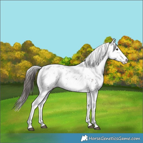 Horse Color:Liver Chestnut Sabino Splash Appaloosa 