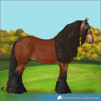 Horse Color:Gray Bay 