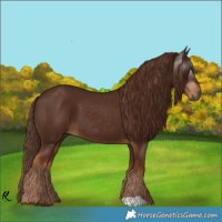Horse Color:Gray Chestnut 