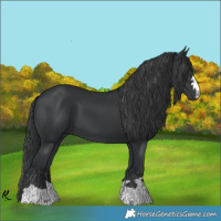 Horse Color:Black 