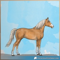 Horse Color:Palomino
