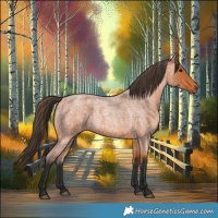 Horse Color:Bay Roan 