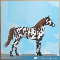 Horse Color:Liver Chestnut Appaloosa 