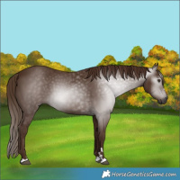 Horse Color:Gray Chestnut 