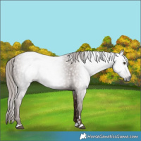 Horse Color:Gray Chestnut 