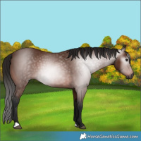 Horse Color:Gray Bay 