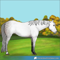 Horse Color:Gray Bay 