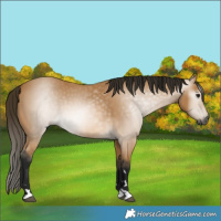 Horse Color:Gray Buckskin 