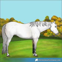 Horse Color:Gray Buckskin 