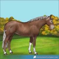 Horse Color:Gray Silver Black Pearl Tobiano 