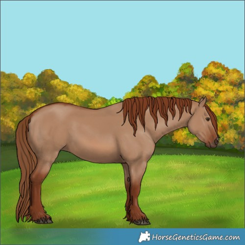 Horse Color:Red Dun 