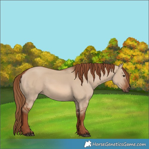 Horse Color:Red Dun 