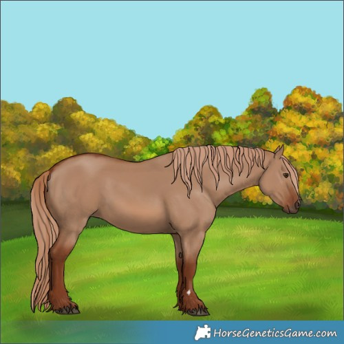 Horse Color:Red Dun 