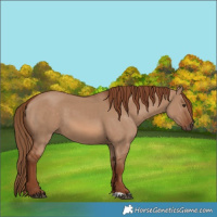 Horse Color:Red Dun 