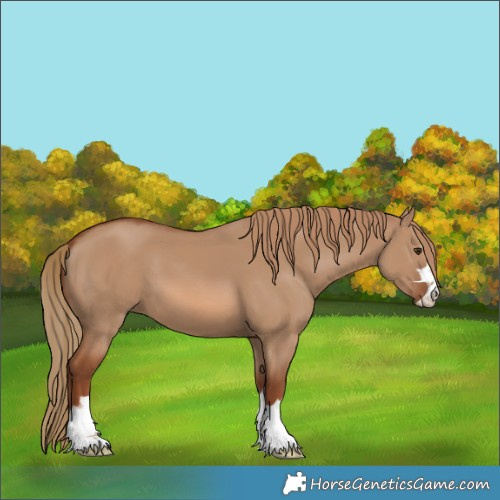 Horse Color:Red Dun 