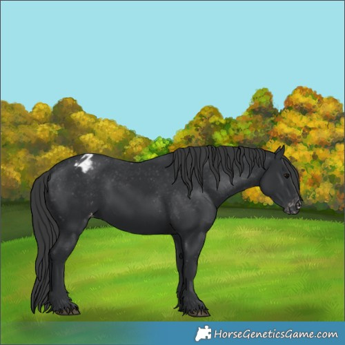 Horse Color:Black Appaloosa 
