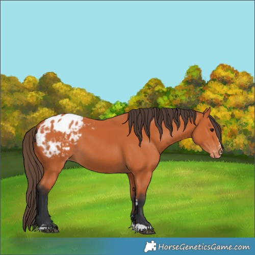 Horse Color:Bay Appaloosa 