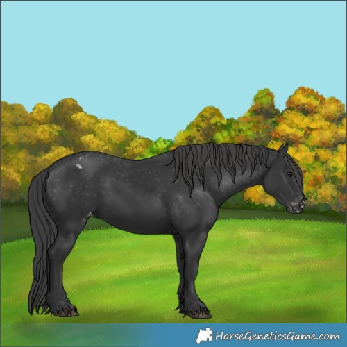 Horse Color:Black Appaloosa 