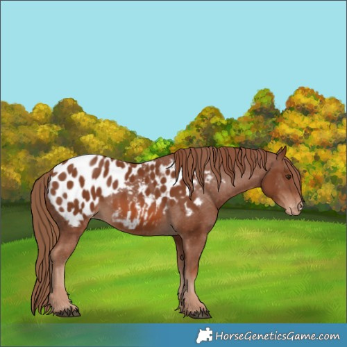 Horse Color:Chestnut Appaloosa 