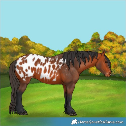 Horse Color:Bay Appaloosa 