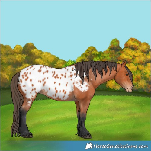 Horse Color:Bay Appaloosa 