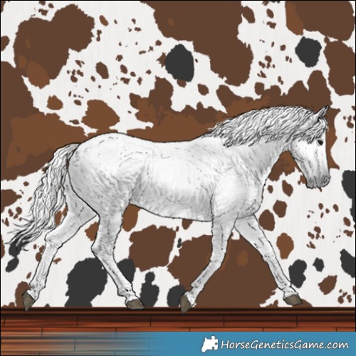 Horse Color:Gray Black 
