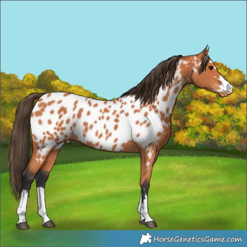 Horse Color:Bay Appaloosa 