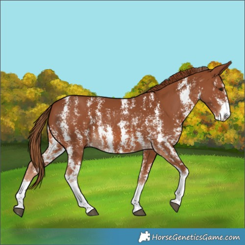 Horse Color:Chestnut Sabino