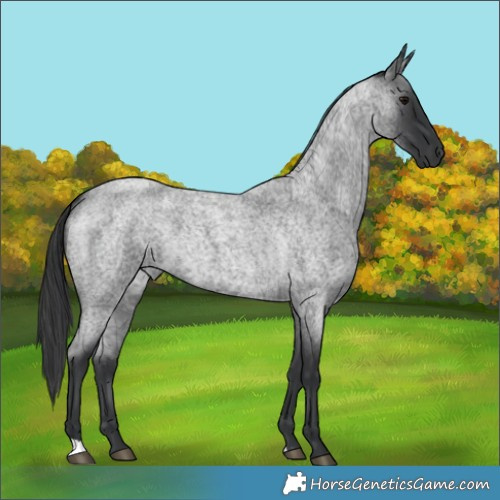 Horse Color:Blue Roan 