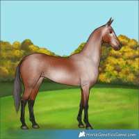 Horse Color:Gray Bay 
