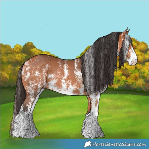 Horse Color:Bay Sabino