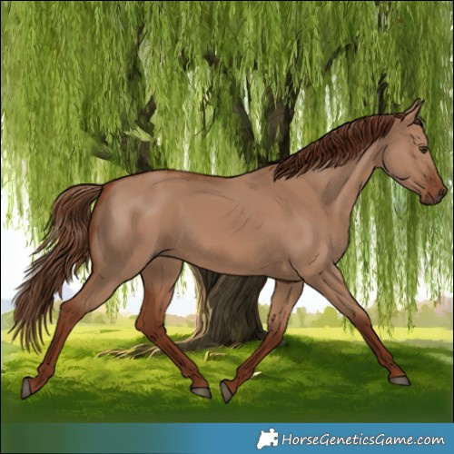 Horse Color:Red Dun 