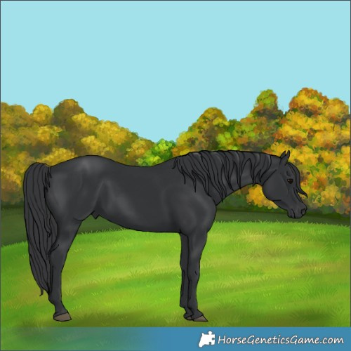 Horse Color:Black 
