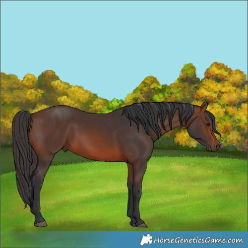 Horse Color:Brown 