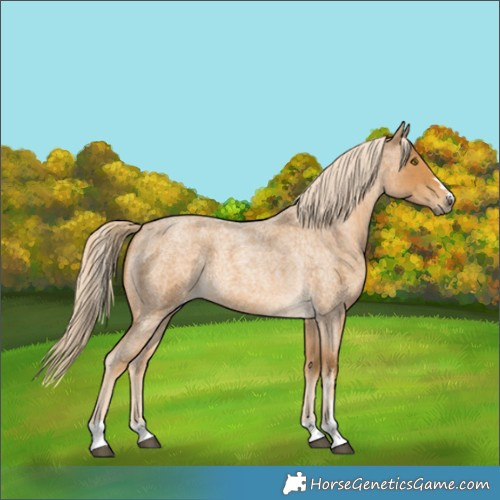 Horse Color:Palomino Roan