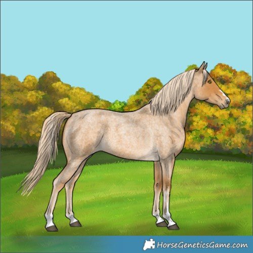 Horse Color:Palomino Roan 