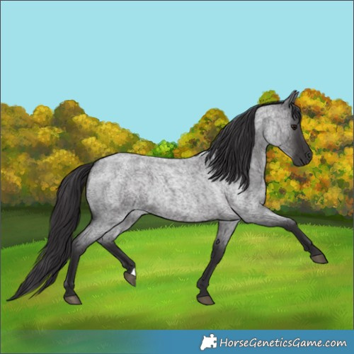 Horse Color:Smoky Blue Roan 