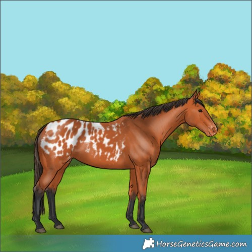 Horse Color:Bay Appaloosa 